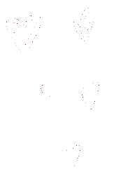 Corazones blancos